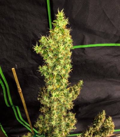 Zkittlez Auto fem (FastBuds) семена конопли