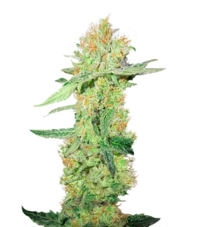 Y Griega CBD fem семена конопли