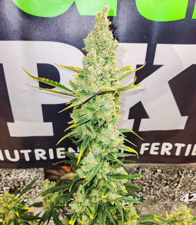 Cherry Cola Auto fem (FastBuds) семена конопли