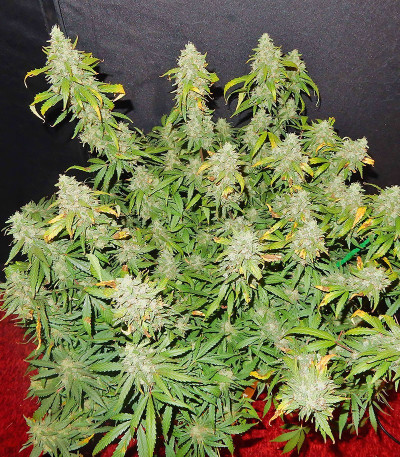 Blue Dream auto fem (FastBuds Seeds) семена конопли