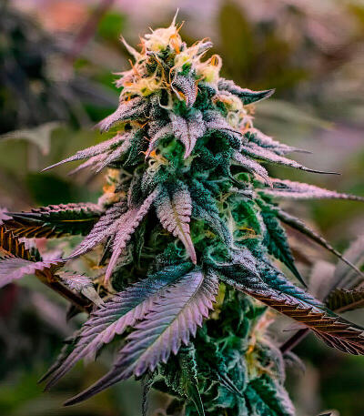 Lemon Cherry Runtz fem (FastBuds) семена конопли