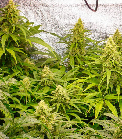 Critical XXL fem (Herbies Seeds) семена конопли
