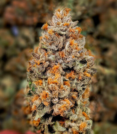 Zillions fem от Barney's Farm семена конопли