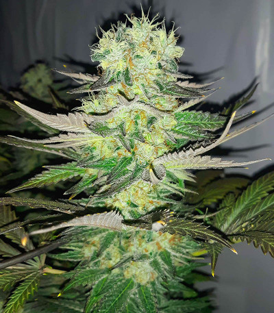 Gelato fem (Blimburn Seeds) семена конопли