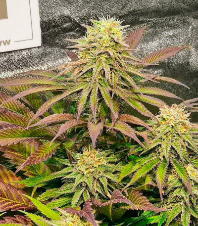 Mimosa X Orange Punch fem (Barney's Farm) семена конопли