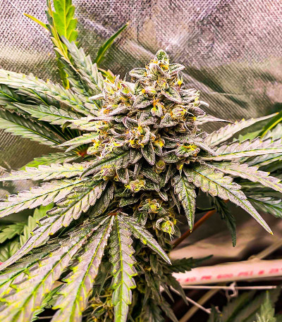 Runtz Fast Flowering fem (Humboldt Seed Organization) семена конопли