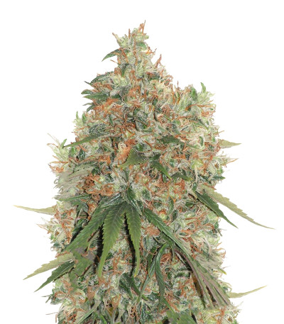 Arjan's Strawberry Haze fem семена конопли