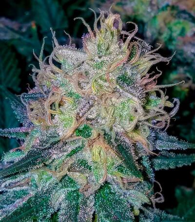 Peach Cake by Cookies fem (Silent Seeds) семена конопли