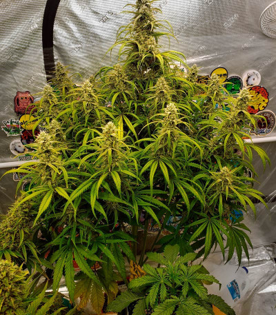 Strawberry Banana Auto fem (FastBuds) семена конопли