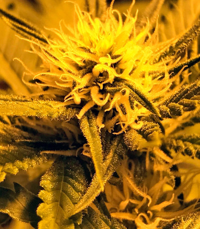Bcn Sour Diesel fem семена конопли