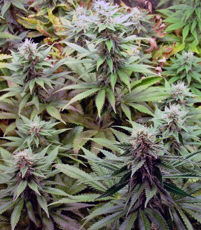 Blueberry fem (Dutch Passion) семена конопли