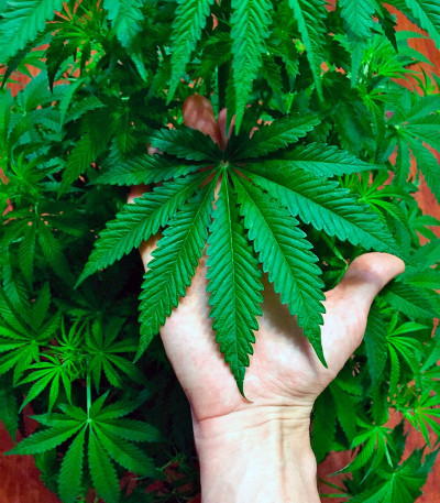 White Widow fem (Dutch Passion) семена конопли