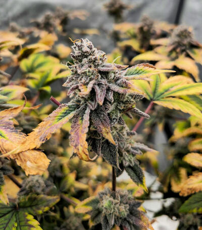 Sticky Sherbert GG fem (Seedkeepers) семена конопли