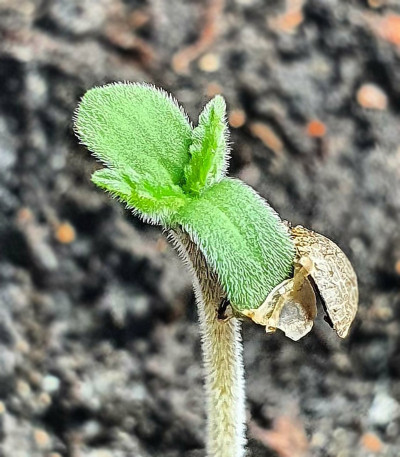 Chocobang fem (Delicious Seeds) семена конопли