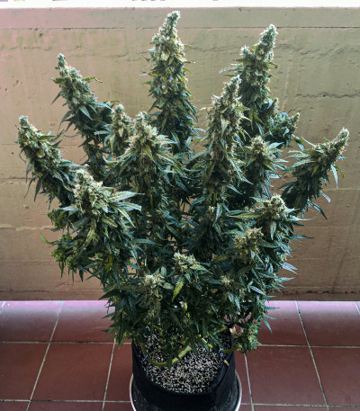 Gelato Auto fem (FastBuds) семена конопли