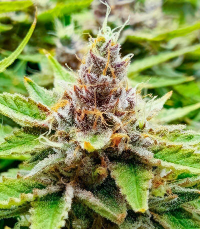 Sour Diesel x OG Kush fem (Seedkeepers) семена конопли