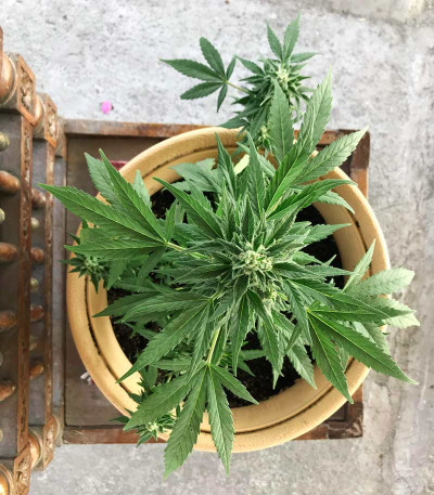 Super Lemon Haze Auto fem (Green House Seeds) семена конопли
