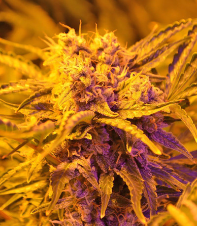Doctor’s Choice #1 Auto fem семена конопли
