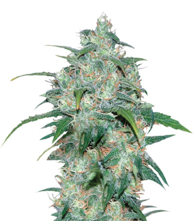 Wild Thailand fem (World of Seeds) семена конопли