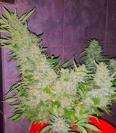 Za-Za OG fem (Herbies Seeds) семена конопли