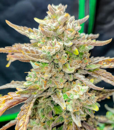 Banana Guava Auto RF3 fem (FastBuds) семена конопли