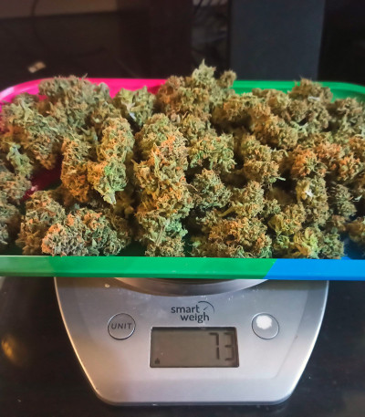 Forbidden Runtz Auto fem (FastBuds) семена конопли