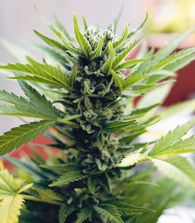 Cookies auto fem FastBuds семена конопли