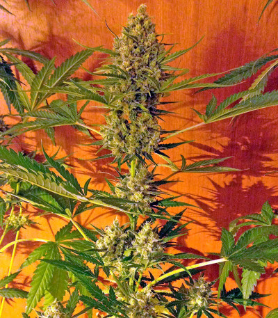 Critical Jack fem (Dinafem Seeds) семена конопли