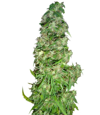 Mango Haze fem семена конопли