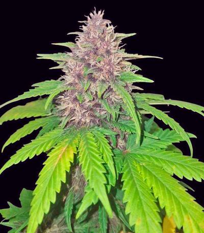 Banana Purple Punch Auto RF3 fem (FastBuds) семена конопли