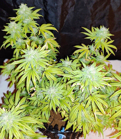 Wedding Cake fem (Barney's Farm) семена конопли