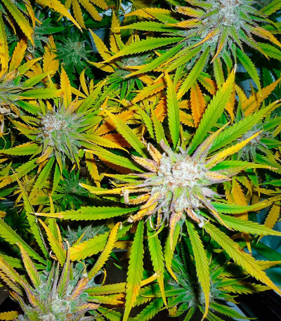 Lemon Drizzle fem (Barney's Farm) семена конопли