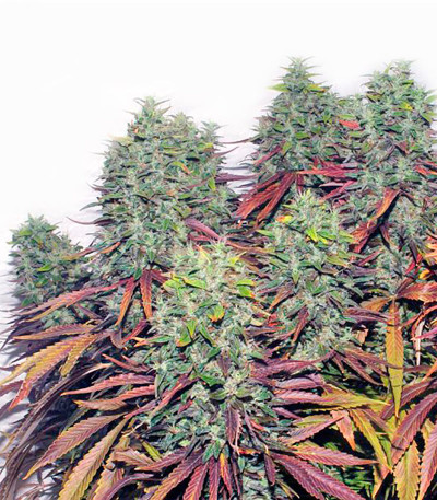 Ganesh reg (Mandala Seeds) семена конопли