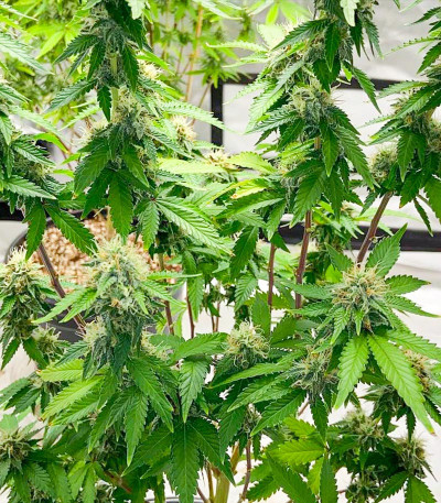 Monster Zkittles (Monster Genetics) семена конопли