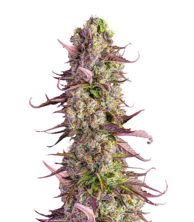 Gorilla Zkittlez Auto fem (FastBuds) семена конопли