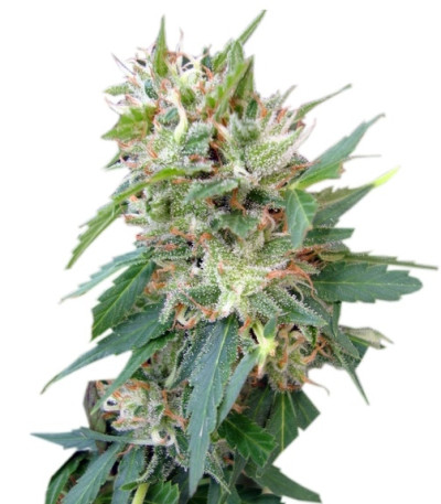 Buddha Deimos auto fem семена конопли
