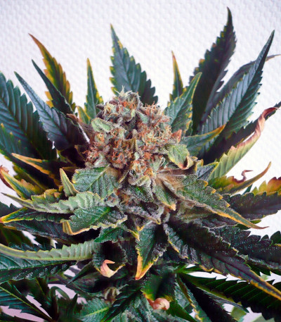 Sensi Star fem (Paradise Seeds) семена конопли