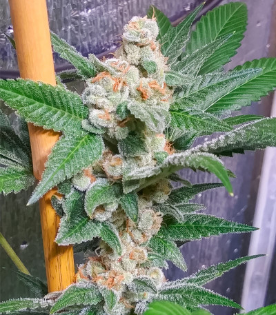 Milky Dreams fem (Green House Seeds) семена конопли
