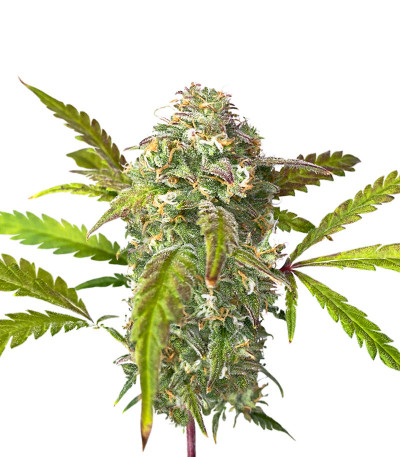 Fruit Gum fem (UKHTA420) семена конопли