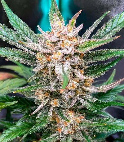 Banana Guava Auto RF3 fem (FastBuds) семена конопли