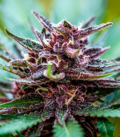 Banana Guava Auto RF3 fem (FastBuds) семена конопли