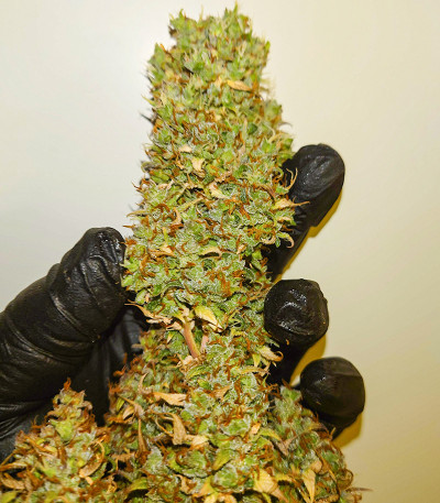 Original Auto White Widow fem (FastBuds) семена конопли