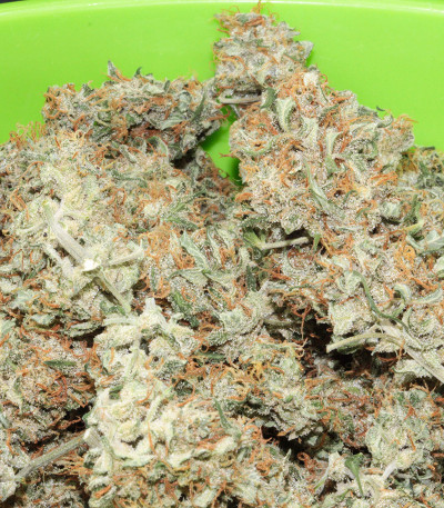 Original Jack Herer Auto fem (FastBuds) семена конопли