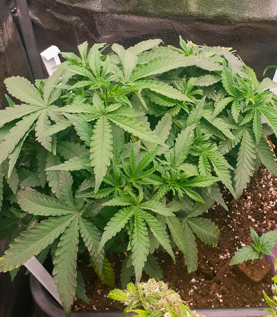 Sour Strawberry fem (Barney's Farm) семена конопли