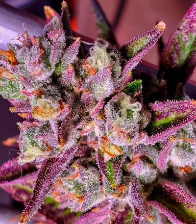 Zillions fem от Barney's Farm семена конопли