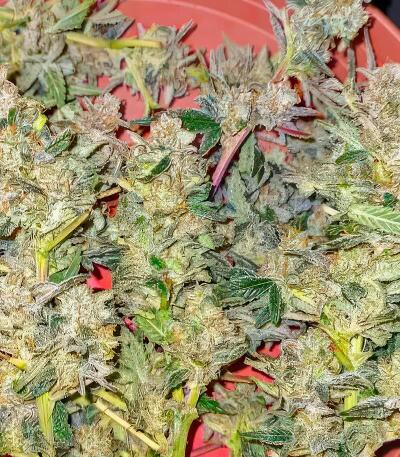 Cherry Cola Auto RF3 fem (FastBuds) семена конопли