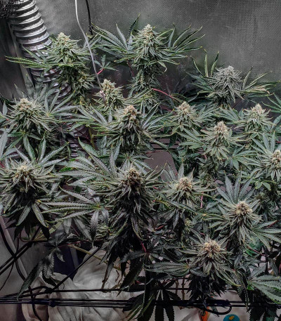 Bruce Banner #3 fem (Original Sensible Seeds) семена конопли