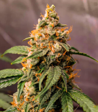 Ghost Chem OG Autoflower fem (Seedkeepers) семена конопли
