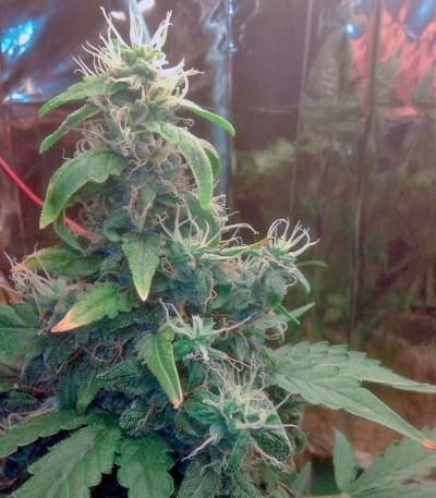 New York City fem (Pyramid Seeds) семена конопли