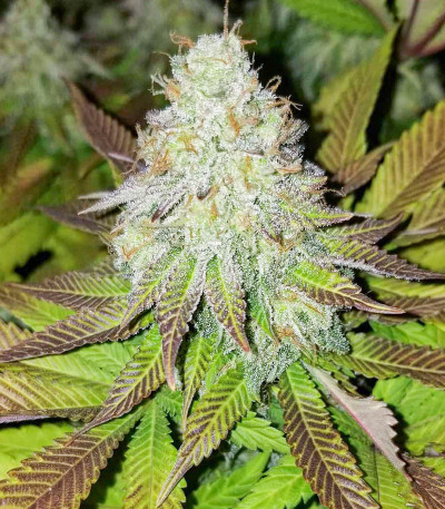 Purple Punch fem (Barney's Farm) семена конопли